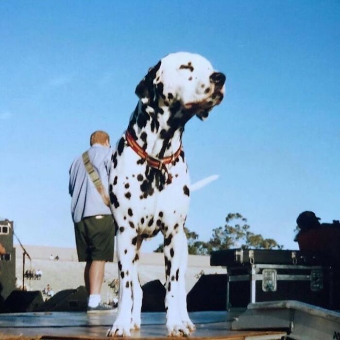 Dalmatian on stage capturing a '90s moment with a musician in the background.