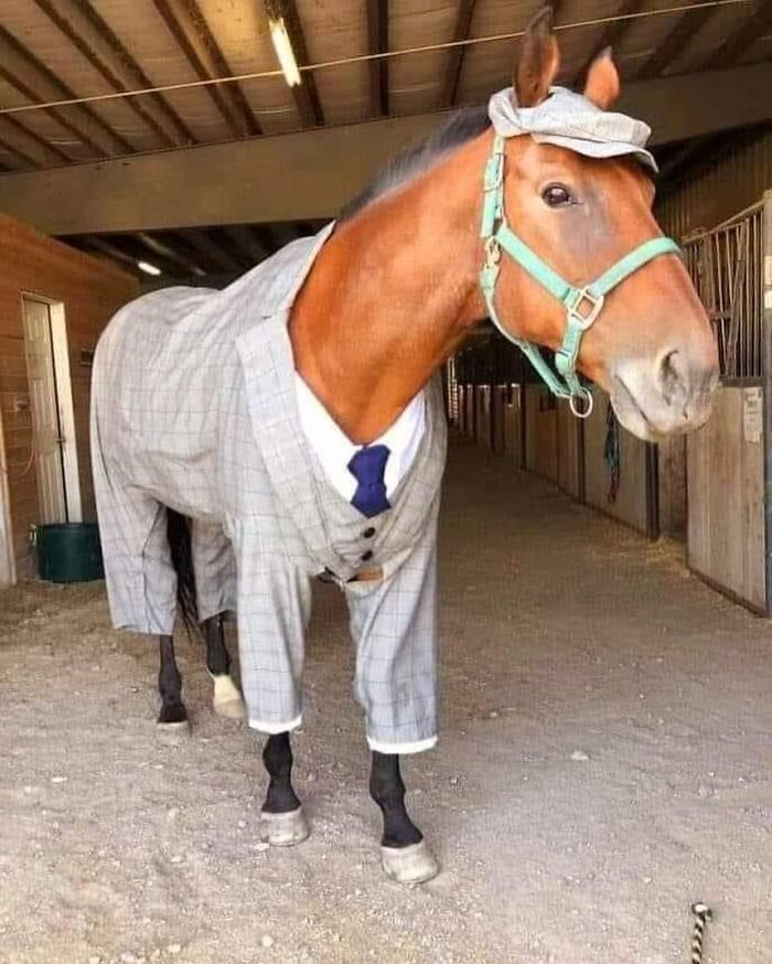 Horse wearing a gray suit and hat inside a stable, showcasing funny pics that go hard.