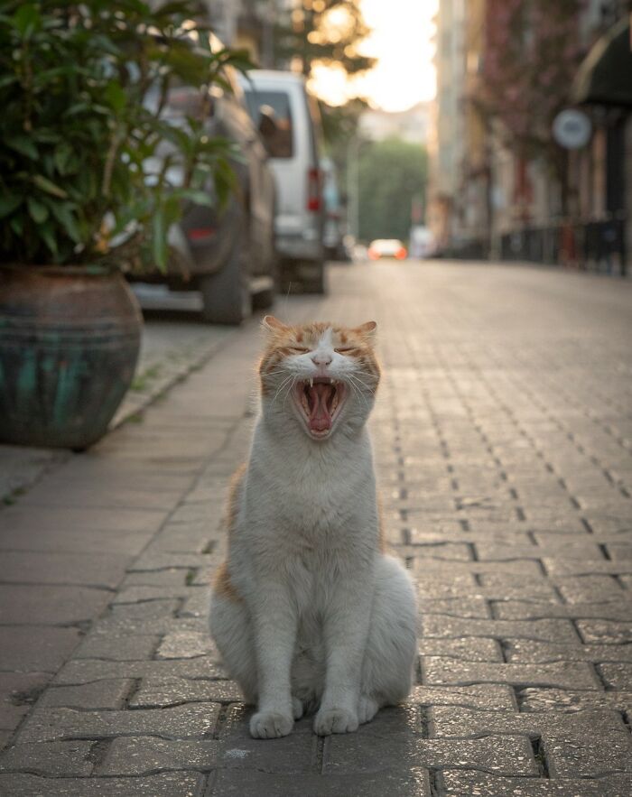 City Cats Of Istanbul By Marcel Heijnen