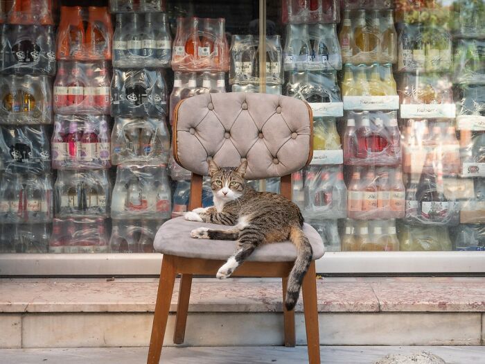 City Cats Of Istanbul By Marcel Heijnen