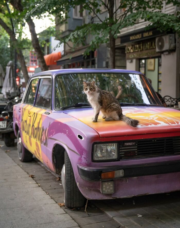 City Cats Of Istanbul By Marcel Heijnen