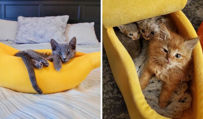 Is Your Cat Bananas For Naps? This Banana Cat Bed Is The Answer!