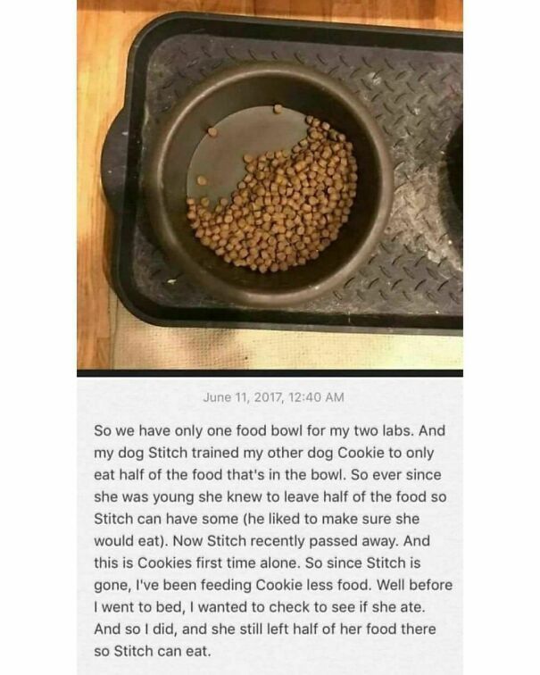 Dog food bowl half empty with text about two dogs, Stitch and Cookie, highlighting funny and relatable dog owner story.