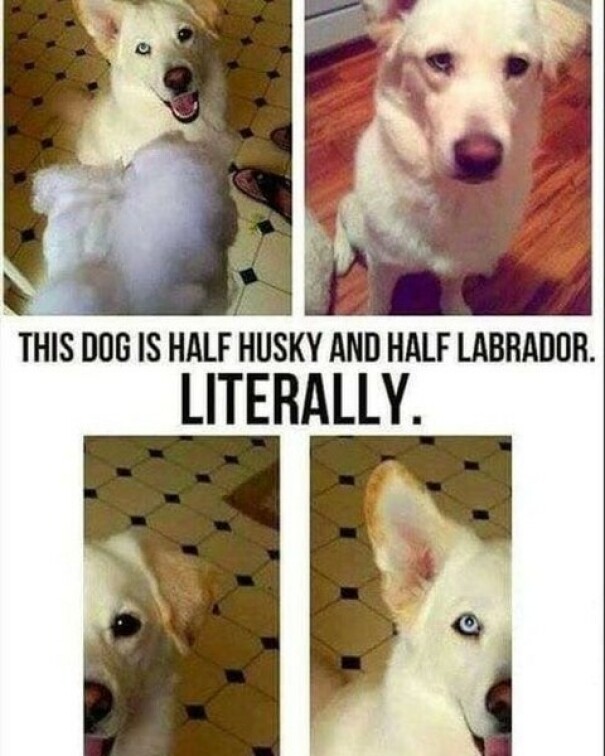 Dog meme showing a dog with a split appearance: half Husky, half Labrador, capturing a funny and relatable mix.
