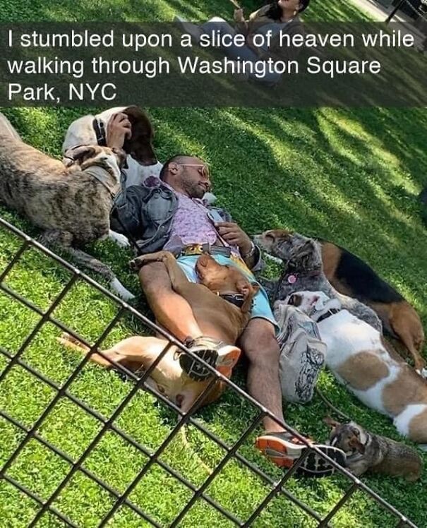 Man relaxing on grass with dogs, capturing a funny and relatable moment for dog owners in Washington Square Park.