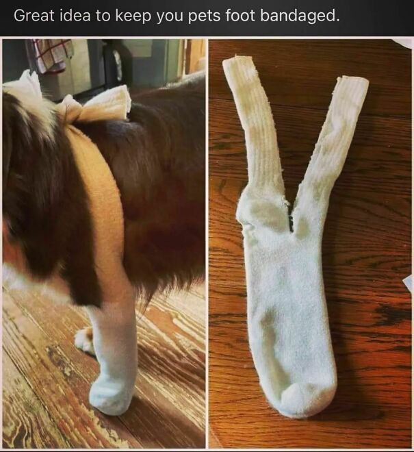 Dog with a sock bandage on its leg, humorously demonstrating a DIY pet care hack.