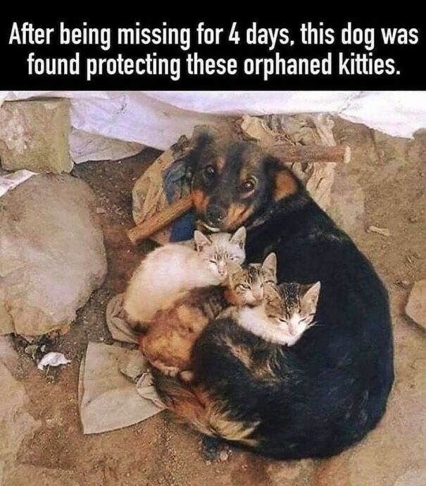 A dog cuddling with orphaned kittens, highlighting a cute and relatable moment for dog owners.