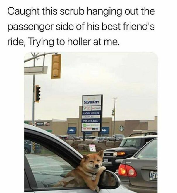 Dog looking cool leaning out of a car window at a traffic light, relatable to dog owners.