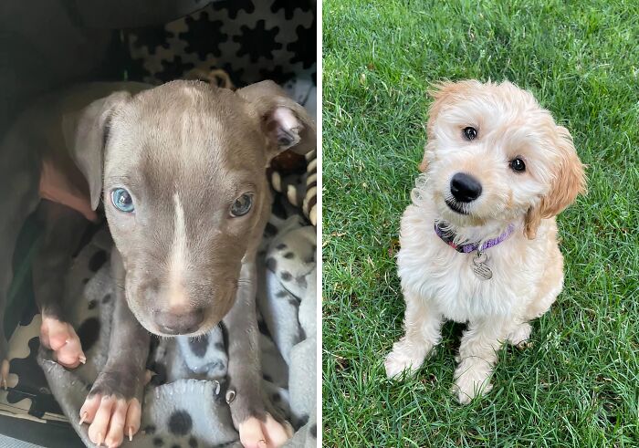 These To Pups Know All About Freeze Dried Training Treats , And They Love It By The Look Of Things!