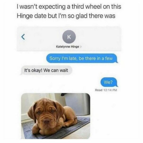 Text exchange turning into a meme with a dog's photo, capturing funny and relatable moments for dog owners.