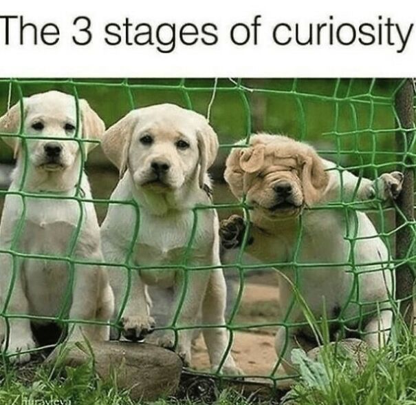 Three curious puppies peering through a green fence, humorously capturing dog owners' relatable experiences.