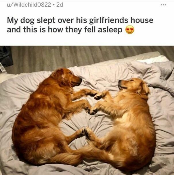 Two dogs laying on a bed, facing each other and forming a heart shape with their bodies.