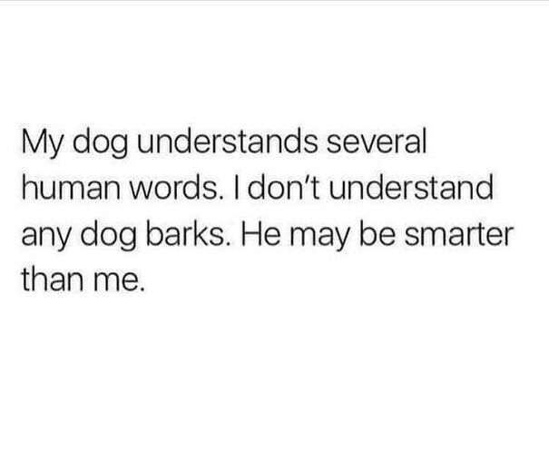 Text meme humorously highlights a dog's ability to understand human words, making dog owners find it funny and relatable.