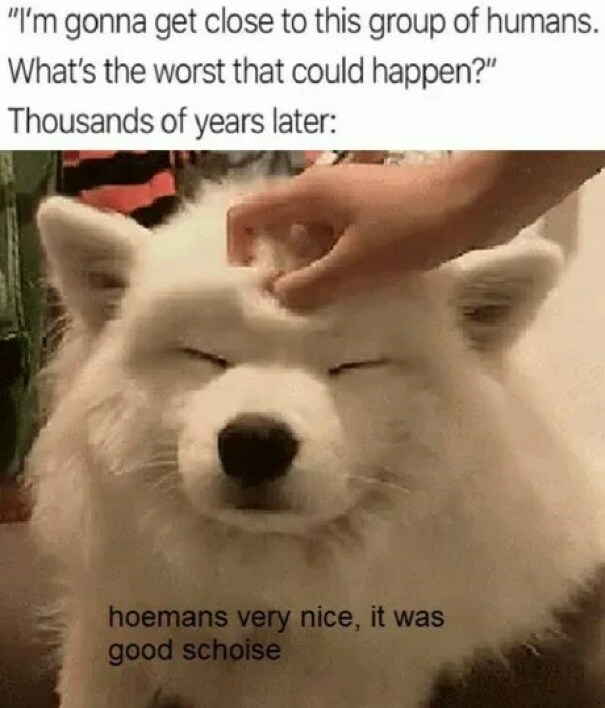 Follow @doggocom2 For Dog Memes Every Day. #dogs #dogsofinstagram #dog #dogstagram #puppy #doglover #dogoftheday #instadog #doglovers #doglife #pets #puppylove #puppies #pet #puppiesofinstagram #dogsofinsta #cute #instagram #of #petsofinstagram #dogslife #doggo #animals #dogmemes #doggomemes #doggos #doggo