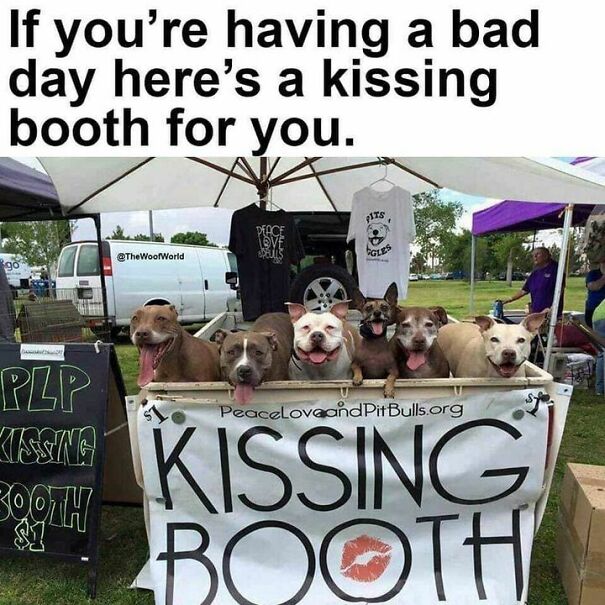 Dogs in a funny kissing booth setup, bringing humor for dog owners.