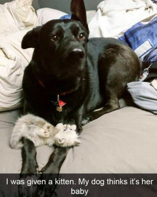 Dog lying on a bed cuddling a kitten, illustrating a funny and relatable moment for dog owners.