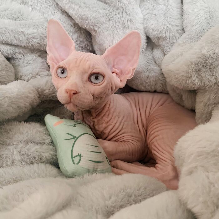 Love 'Em Or Hate 'Em, There Is No Denying That This Sphynx And Its Catnip Toy Have Us Hypnotized