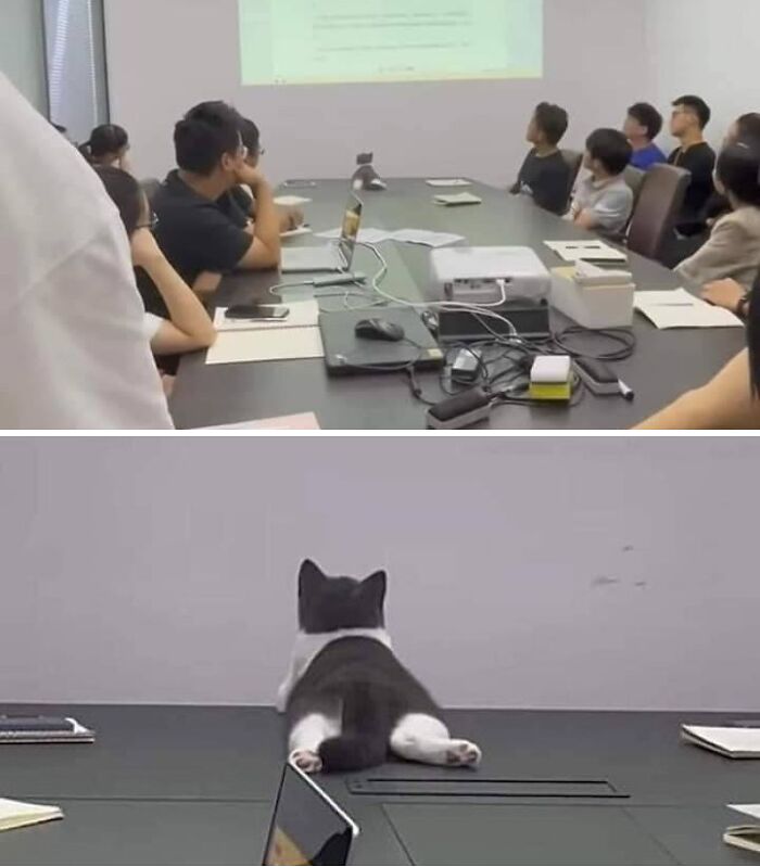 Cat randomly sitting at the head of a conference table while people watch a presentation in a meeting room.