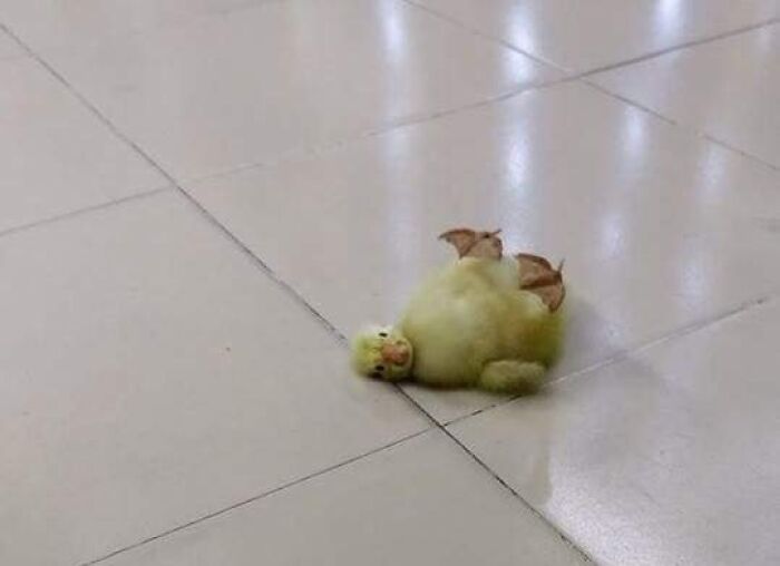 Funny animal moment of a duckling lying on its back on a shiny tiled floor, capturing a random and amusing scene.