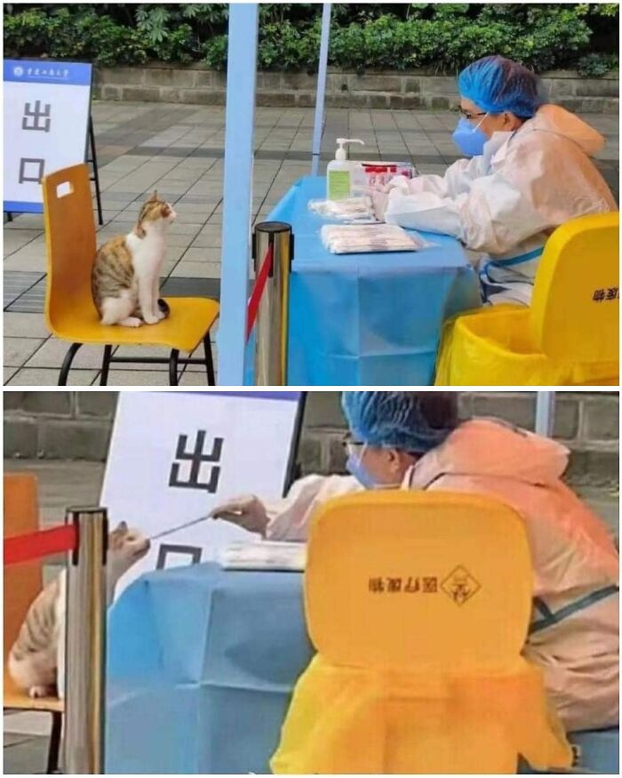 Cat sitting on a chair facing a healthcare worker in protective gear, showing a randomly funny animal moment.