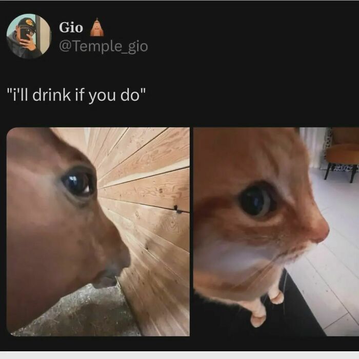 Close-up of a horse and a cat with wide eyes side by side in a hilarious meme for humor and funny memes.