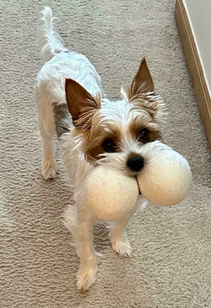 Small dog standing on carpet holding two white balls in its mouth, showing hilariously derpy dog behavior.
