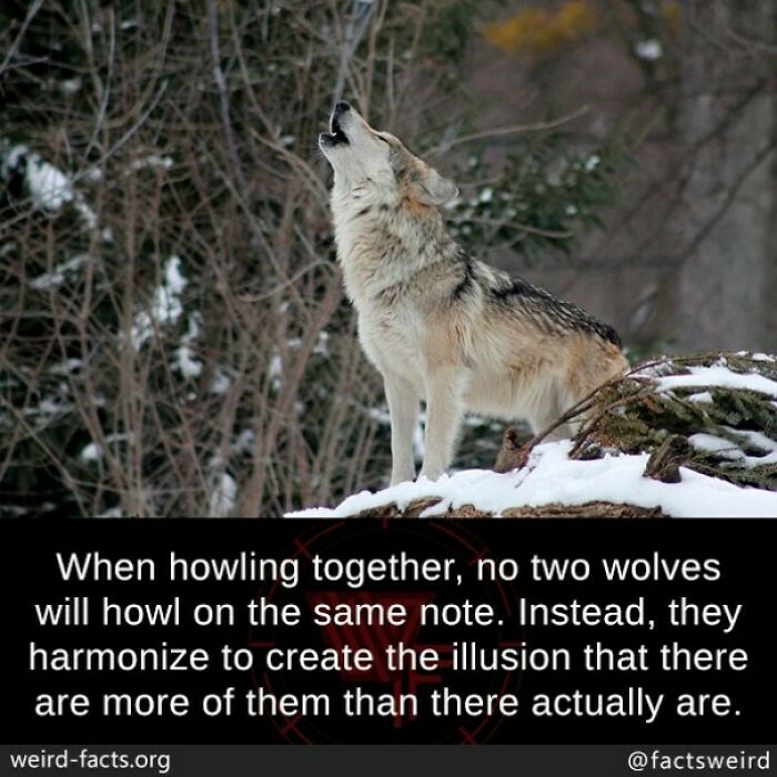 Wolf howling on snow-covered ground with text about wolves harmonizing their howls as a fascinating fun fact.