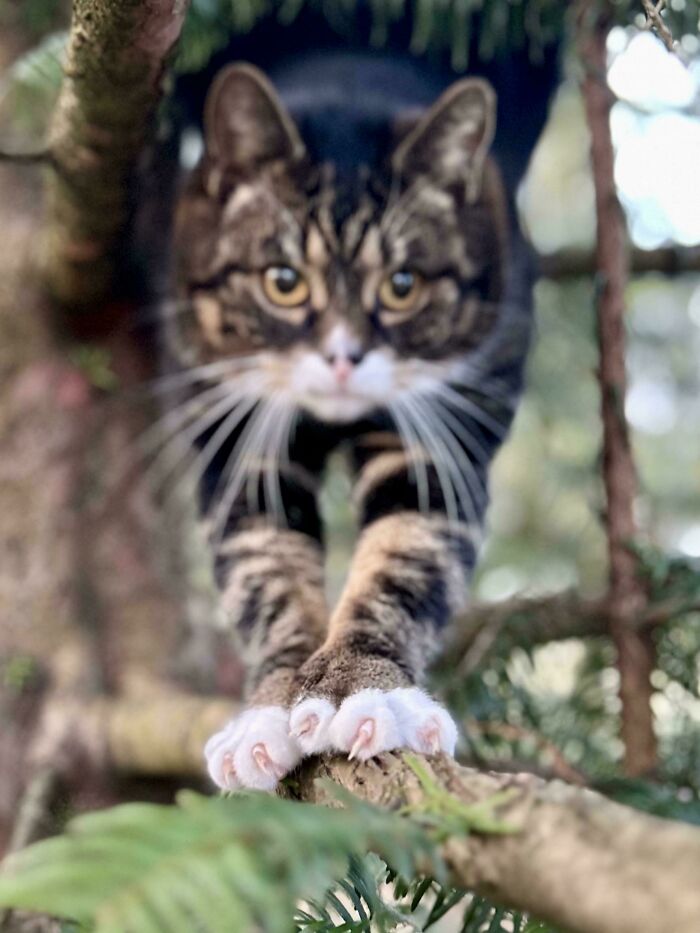 Cat with sharp claws gripping a branch, focused and alert in the forest environment.