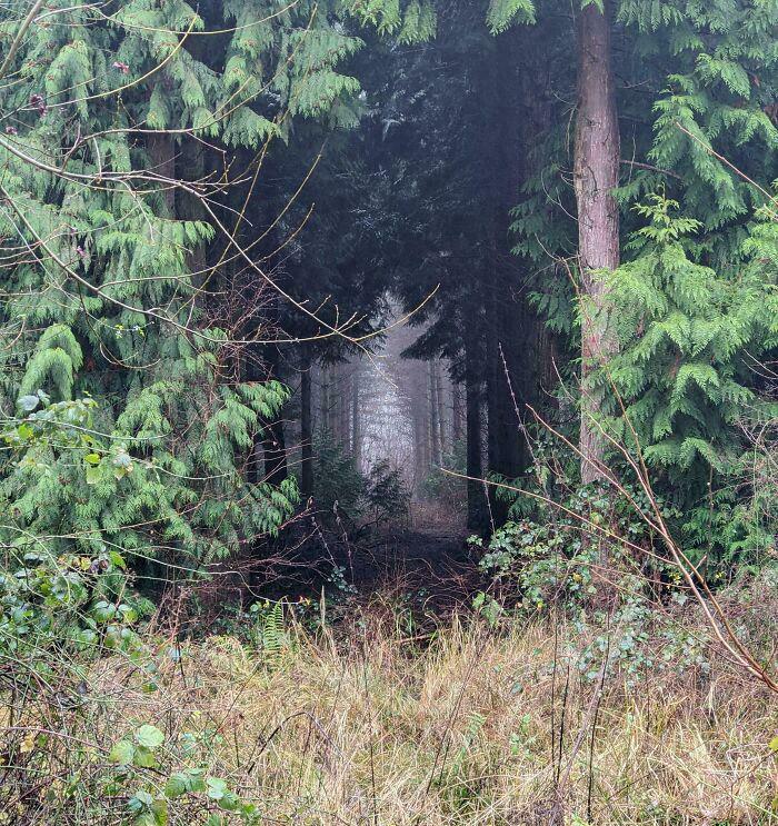 Sendero boscoso rodeado de árboles frondosos en un ambiente misterioso y extrañamente aterrador.