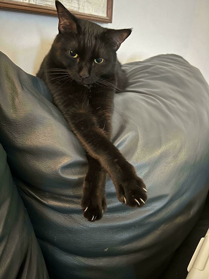 Black cat lounging with sharp claws visible on a couch, looking both adorable and slightly scary.