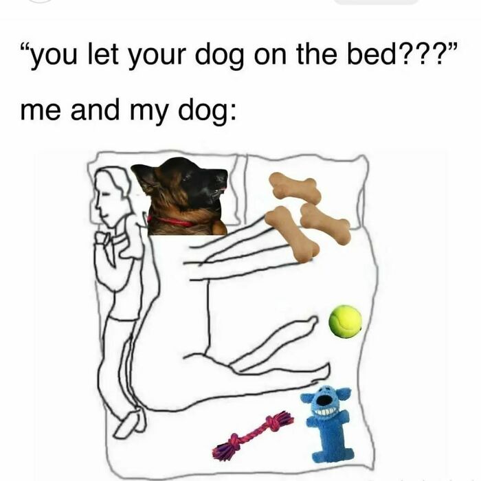 Funny meme showing person and dog sharing bed with toys, highlighting hilarious memes to brighten your day.