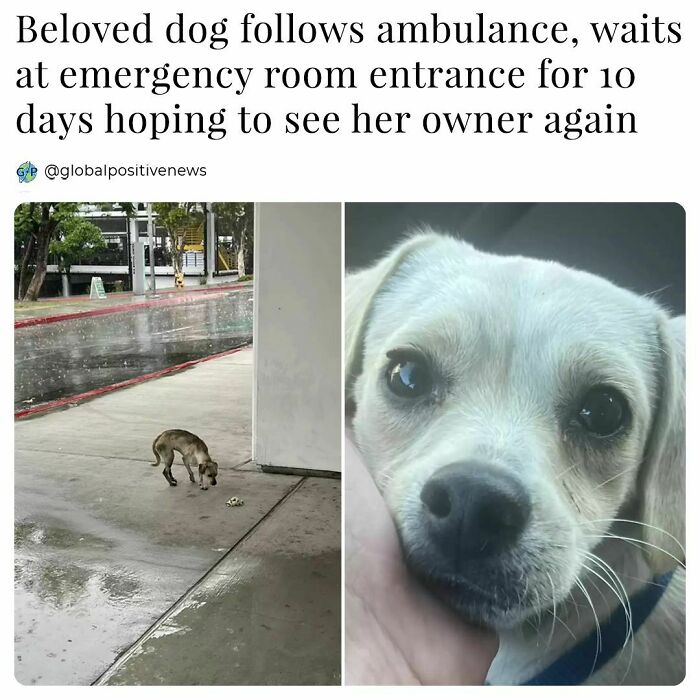 Dog waits outside emergency room for 10 days, hoping to reunite with owner, showcasing restored faith in humanity.