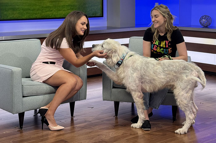 Terribly Neglected Dog Never Loses Hope, Gets Rescued, And Is Given The Life He Always Deserved