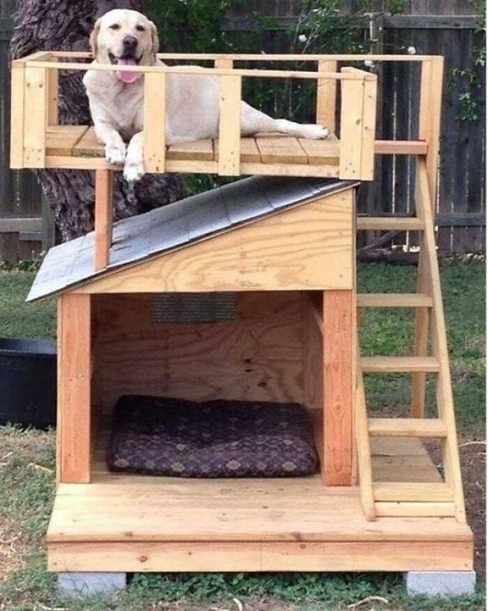 Dog resting on a custom two-level wooden doghouse with stairs and railing, showcasing a cool woodworking project.