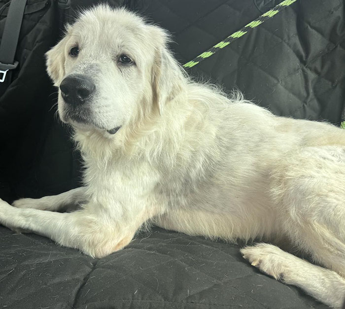 Terribly Neglected Dog Never Loses Hope, Gets Rescued, And Is Given The Life He Always Deserved