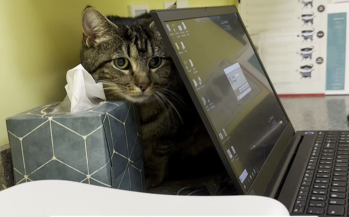 Vet Gets Bitten By A Cat During Appointment, Receives A Wholesomely Funny Apology Card From Her