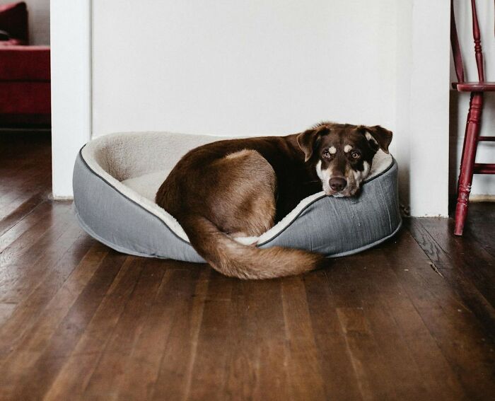 30 Internet Users Share Whether They Let Their Pets Sleep In Their Beds And Why