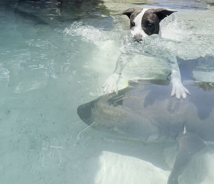 Dog Finds An Unlikely Best Friend In A Wild Nurse Shark, Goes Viral As Everybody Online Loves It