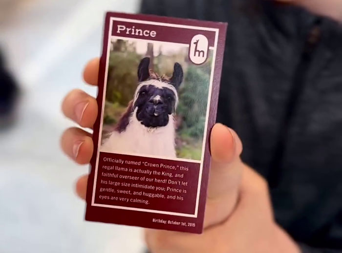 People Online Are Suddenly In Love With Portland Airport After Discovering They Have Therapy Llamas