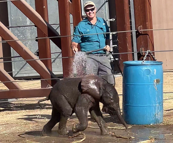 People Online Are Overtaken By The Cuteness Of These 2 Newborn Elephants At Fresno Zoo