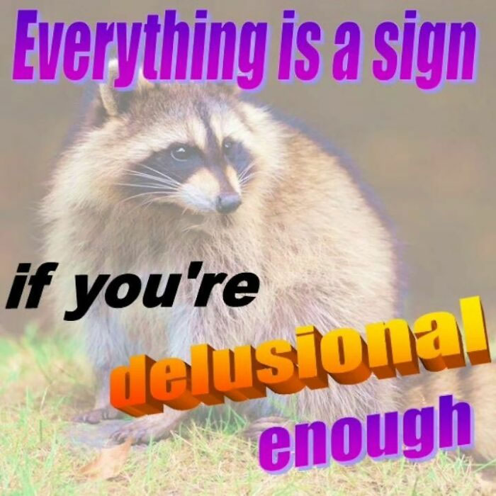 Adorable-Raccoon-Memes