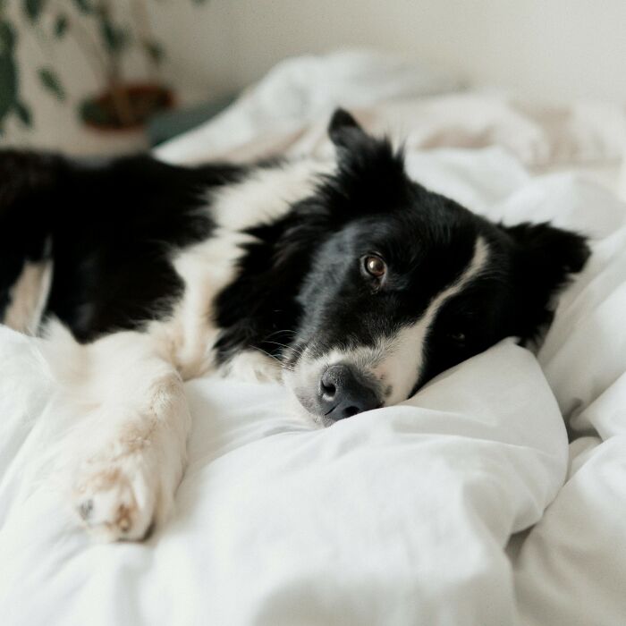 30 Internet Users Share Whether They Let Their Pets Sleep In Their Beds And Why