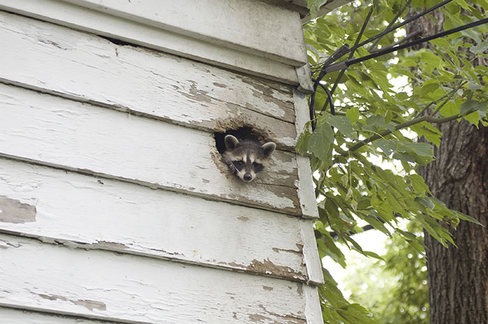 Polite Raccoon Goes Viral When People Are Overtaken By A Video Of Him Receiving His Daily Donut