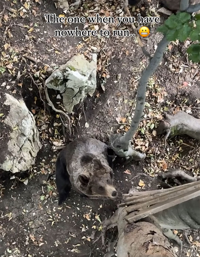 Man Enters Bear Den, Films Terrifying Face-To-Face Encounter When It Comes Home