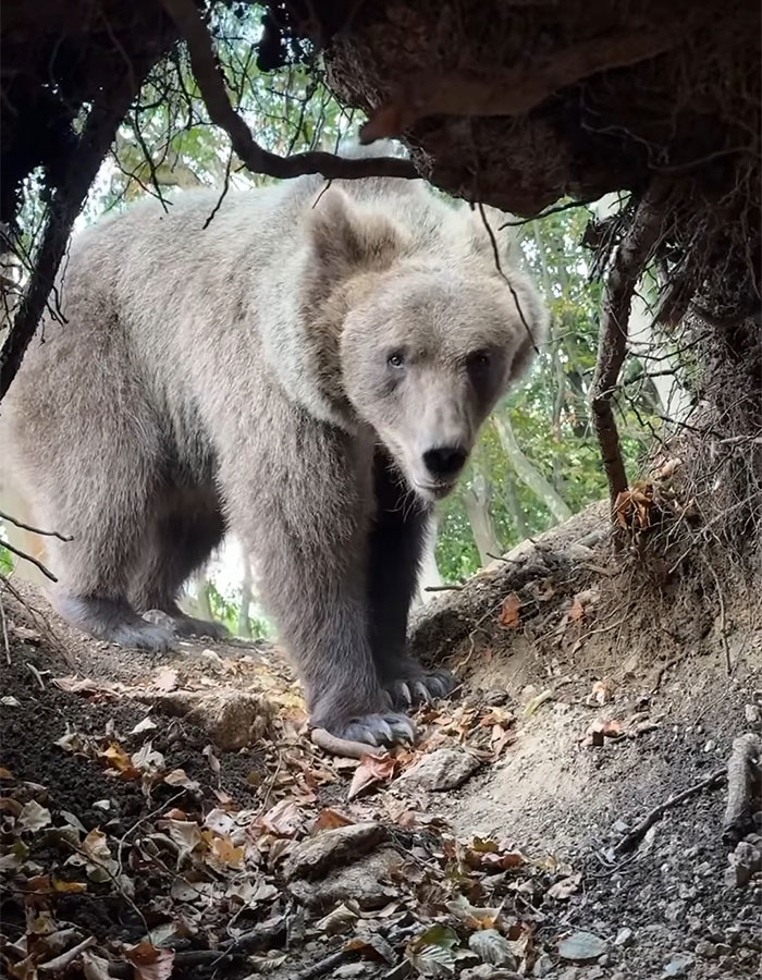 Man Enters Bear Den, Films Terrifying Face-To-Face Encounter When It Comes Home