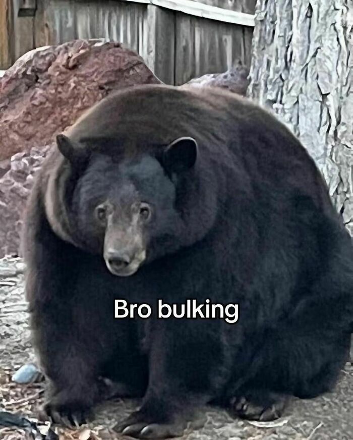 Funny-Gym-Culture-Memes-Doyouevenlift