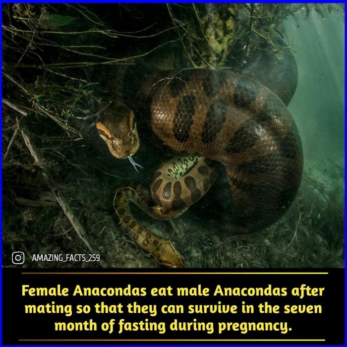 Anaconda underwater showing fascinating facts about female anacondas eating males to survive fasting during pregnancy.