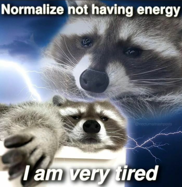 Adorable-Raccoon-Memes