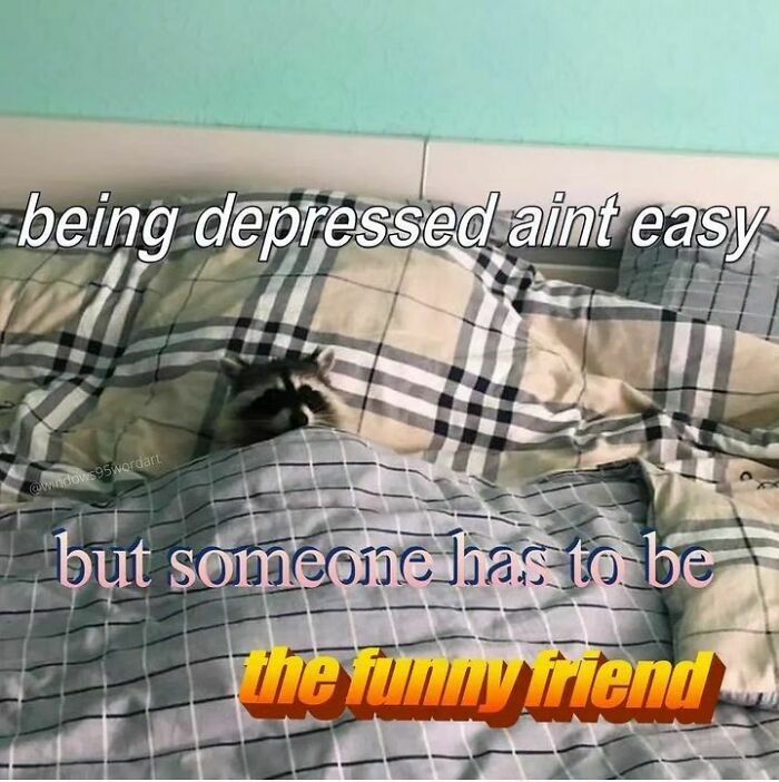 Adorable-Raccoon-Memes