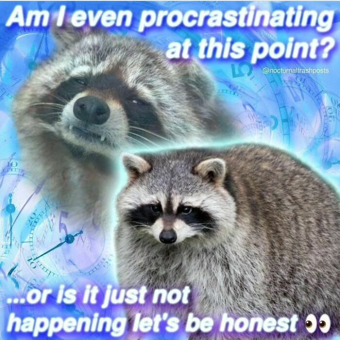 Adorable-Raccoon-Memes